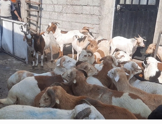 Picture of 10 Sheep